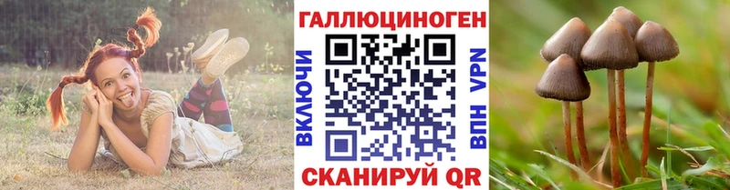 закладки  Злынка  Псилоцибиновые грибы ЛСД 